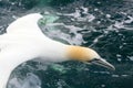 Northern Gannet diving into choppy sea Royalty Free Stock Photo