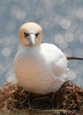 A northern gannet on a nest