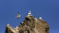 Northern gannet with nesting material Royalty Free Stock Photo