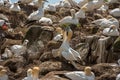 Northern gannet Royalty Free Stock Photo