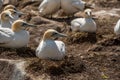 Northern gannet Royalty Free Stock Photo