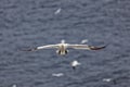 Northern Gannet