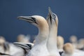 Northern Gannet pair on Bonaventure Island Royalty Free Stock Photo