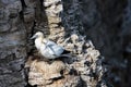 Northern gannet pair on the cliff edge Royalty Free Stock Photo