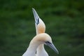 Northern Gannet pairs in the rain