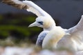 Northern Gannet ready for take off - Morus bassanus