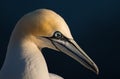 Northern gannet