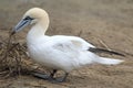 Northern gannet Royalty Free Stock Photo