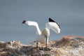 Northern gannet with spread out wings landing in a breeding colony at cliffs of Helgoland island, Germany Royalty Free Stock Photo