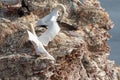 Northern gannet with spread out wings landing near his mate in a breeding colony at cliffs of Helgoland island, Germany Royalty Free Stock Photo