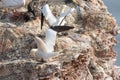 Northern gannet with spread out wings landing near his mate in a breeding colony at cliffs of Helgoland island, Germany Royalty Free Stock Photo