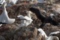 Northern gannet with spread out wings landing near his mate in a breeding colony at cliffs of Helgoland island, Germany Royalty Free Stock Photo