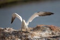 Northern gannet with spread out wings landing in a breeding colony at cliffs of Helgoland island, Germany Royalty Free Stock Photo