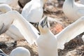 Northern gannet with spread out wings landing near his mate in a breeding colony at cliffs of Helgoland island, Germany Royalty Free Stock Photo