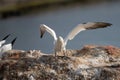 Northern gannet with spread out wings landing near his mate in a breeding colony at cliffs of Helgoland island, Germany Royalty Free Stock Photo