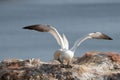 Northern gannet with spread out wings landing near his mate in a breeding colony at cliffs of Helgoland island, Germany Royalty Free Stock Photo