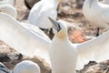 Northern gannet with spread out wings landing near his mate in a breeding colony at cliffs of Helgoland island, Germany Royalty Free Stock Photo