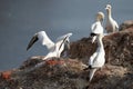 Northern gannet with spread out wings landing near his mate in a breeding colony at cliffs of Helgoland island, Germany Royalty Free Stock Photo