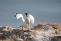 Northern gannet with spread out wings landing near his mate in a breeding colony at cliffs of Helgoland island, Germany Royalty Free Stock Photo