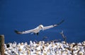 Northern Gannet, sula bassana, Adult in Flight, Colony on Bonaventure Island in Quebec Royalty Free Stock Photo