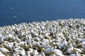 NORTHERN GANNET sula bassana, COLONY ON BONAVENTURE ISLAND, QUEBEC Royalty Free Stock Photo