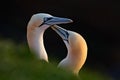 Northern Gannet, Sula bassana, detail head portrait with evening sun and dark sea in the background, beautiful birds in love, pair