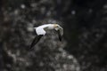 Northern Gannet - Sula bassana, Shetlands, United Kingdome