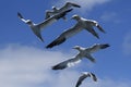 Northern Gannet - Sula bassana, Shetlands, United Kingdome