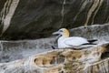 Northern Gannet - Sula bassana, Shetlands, United Kingdome