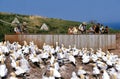 Northern Gannet, sula bassana, Tourist, Colony on Bonaventure Island in Quebec