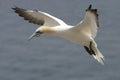 Northern Gannet, Sula leucogaster, close view in flight