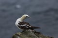 Northern Gannet & x28;Morus bassanus& x29; , Norway Royalty Free Stock Photo