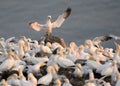 Northern gannets