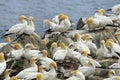 Northern Gannets Royalty Free Stock Photo