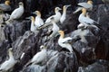 Northern gannets, Bass Rock, Scotland