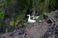 Northern gannets, Bass Rock, Scotland