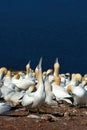 Northern Gannets in a blue sky in Gaspesie Royalty Free Stock Photo