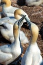 Northern Gannets on Bonaventure Island near Perce, Gaspesie, Canada Royalty Free Stock Photo