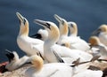 Northern Gannets Breeding On The Edge Of The Cliffs On Helgoland Island Germany Royalty Free Stock Photo