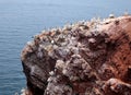 Northern Gannets Breeding On The Lummen Cliffs Of The North Sea Island Helgoland Royalty Free Stock Photo