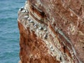 Northern gannets on cliff, Heligoland, Germany