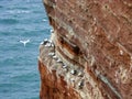 Northern gannets on cliff, Heligoland, Germany