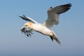 Northern gannets collecting kelp to build a nest at Helgoland Royalty Free Stock Photo