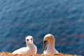 Northern gannets Royalty Free Stock Photo