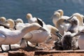 Northern gannets Royalty Free Stock Photo
