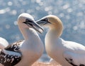 Northern gannets Royalty Free Stock Photo