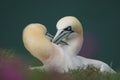 Northern Gannets courting Royalty Free Stock Photo