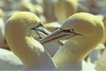 Northern Gannets courting - Gulf of St. Lawrence Royalty Free Stock Photo