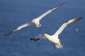 Northern gannets in flight Royalty Free Stock Photo