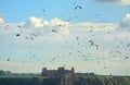 Northern gannets in front of Tantallon Fort, Bass Rock, Scotland Royalty Free Stock Photo